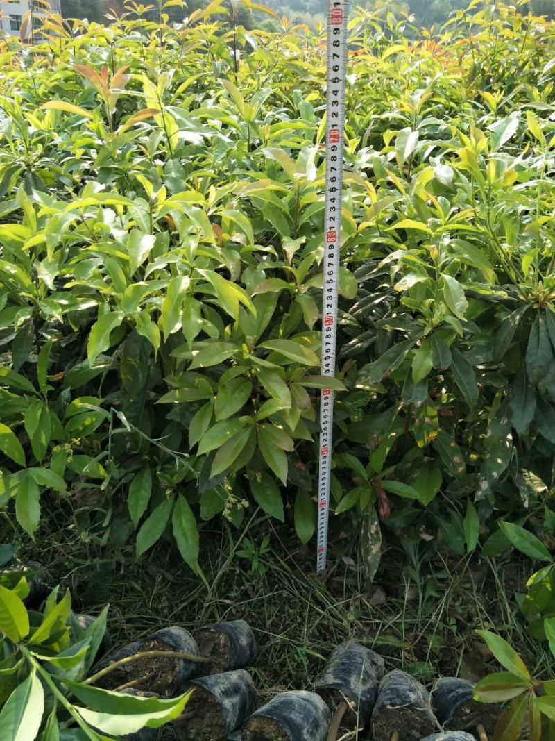 木荷杯苗，基地直发，欢迎采购，全国发货，可视频看货