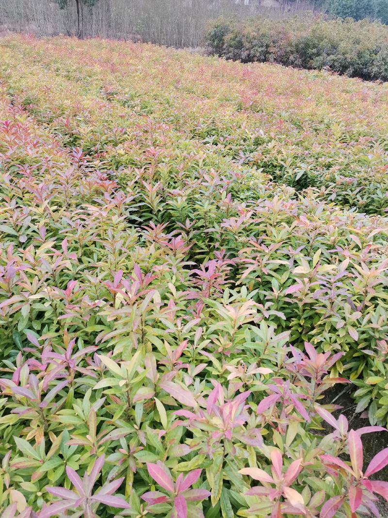 木荷杯苗，基地直发，欢迎采购，全国发货，可视频看货