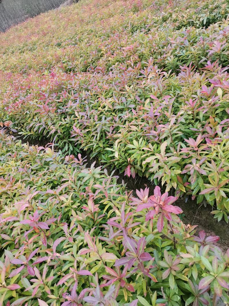 木荷杯苗，基地直发，欢迎采购，全国发货，可视频看货