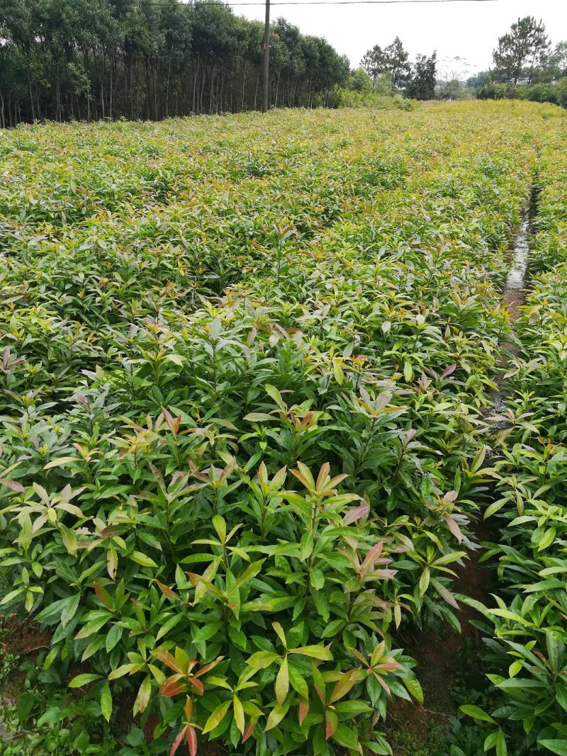 木荷杯苗，基地直发，欢迎采购，全国发货，可视频看货