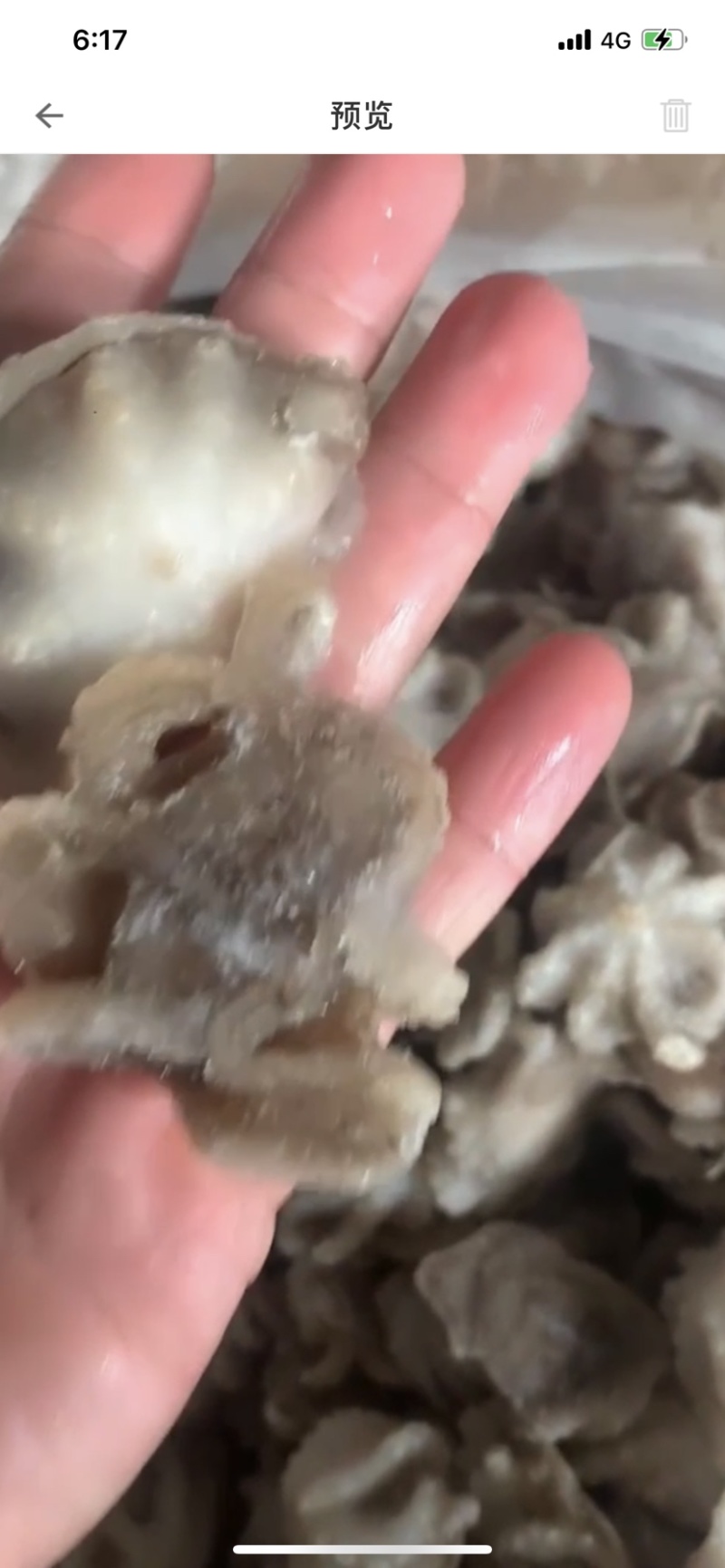 盐揉3去最小规格八爪鱼一斤30多只