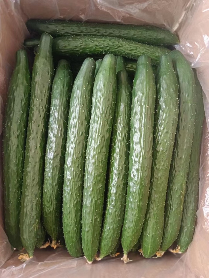 精品黄瓜