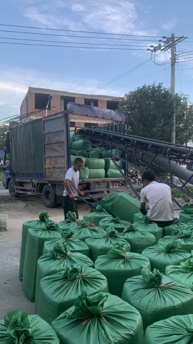 【推荐】江西牧草青储料或甜象草青储料牛羊饲料量大价优