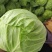 包菜精品包菜大量有货量大从优一手货源诚信