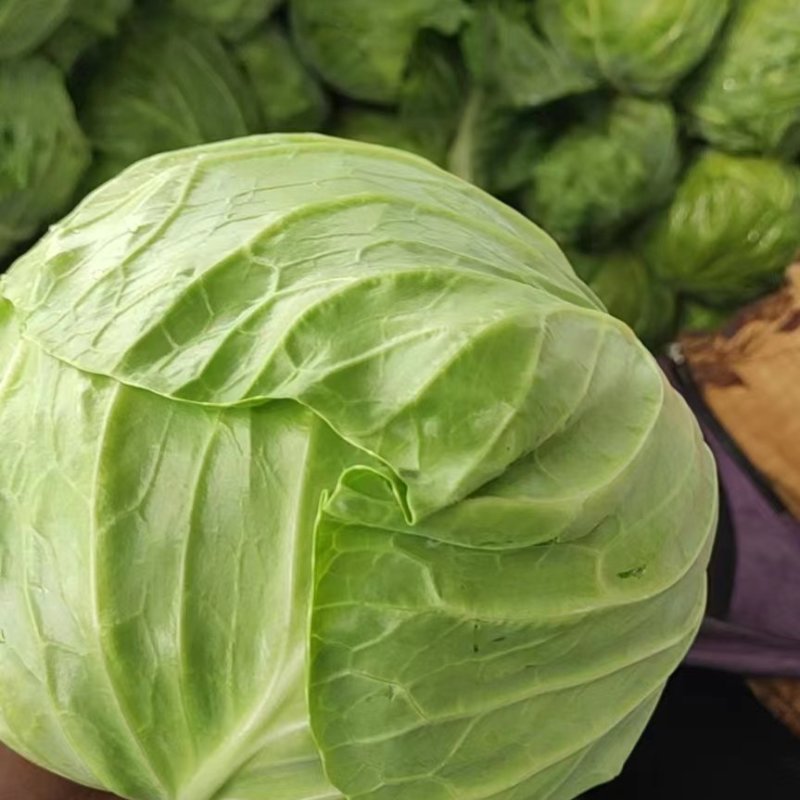 包菜精品包菜大量有货量大从优一手货源诚信