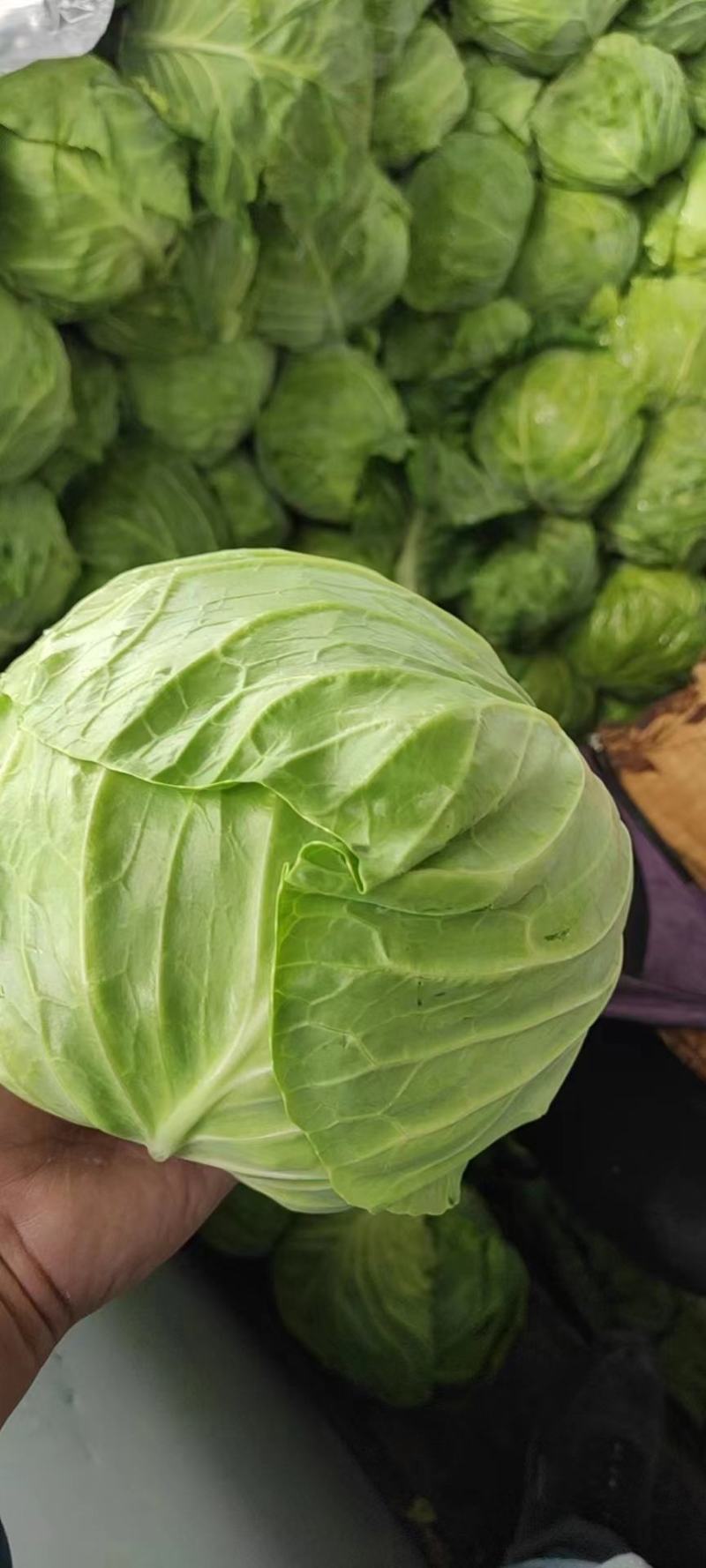 包菜精品包菜大量有货量大从优一手货源诚信