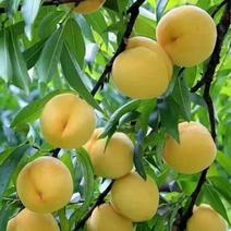 麻阳富硒黄桃成熟啦又到了吃黄桃的季节两天后产地下树直