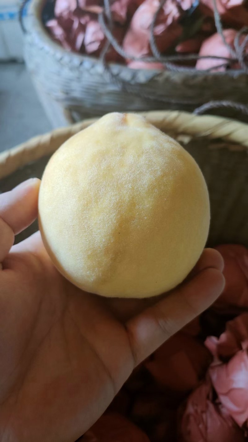 麻阳富硒黄桃成熟啦又到了吃黄桃的季节两天后产地下树直