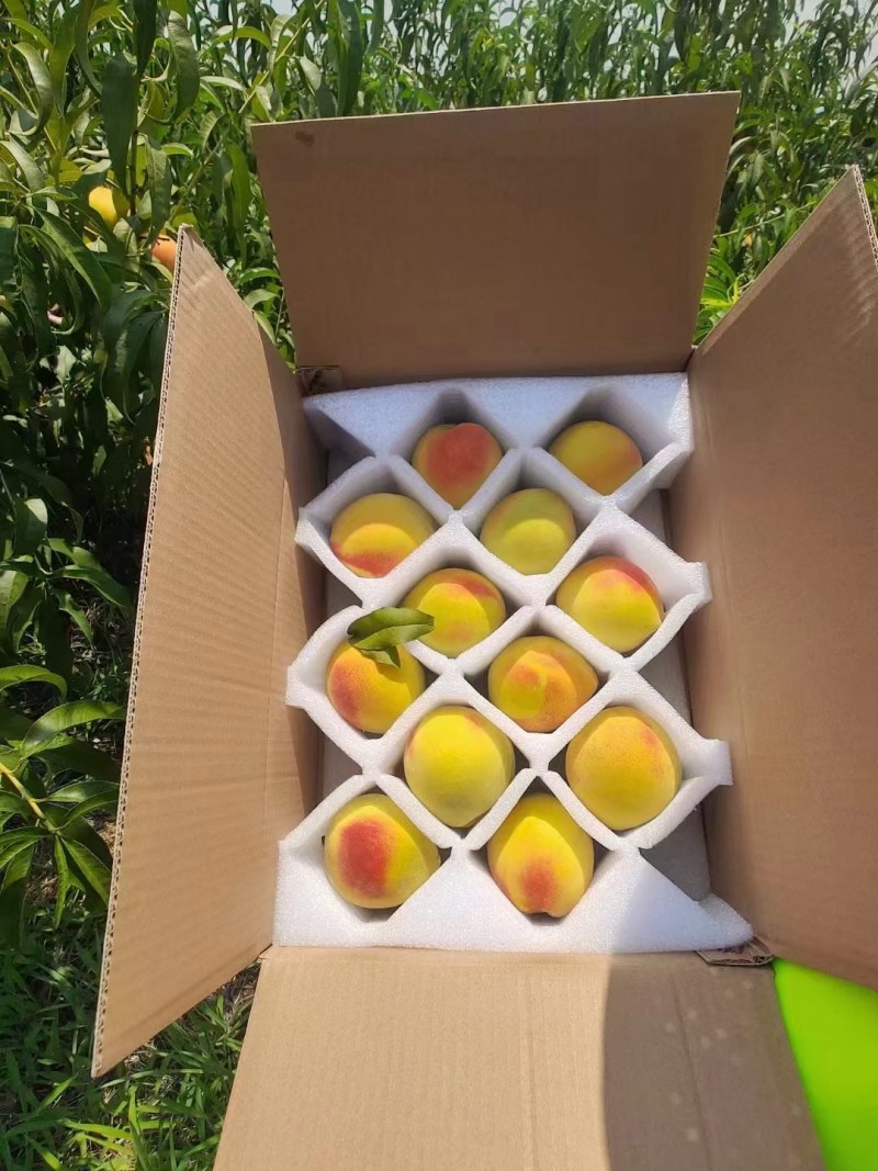 麻阳富硒黄桃成熟啦又到了吃黄桃的季节两天后产地下树直