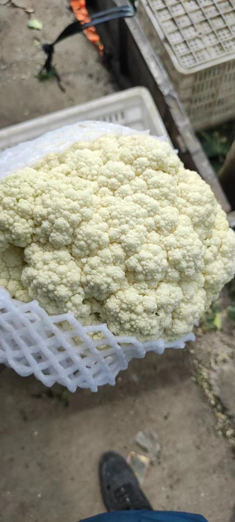 白面青梗松花菜散花花椰菜一手货源