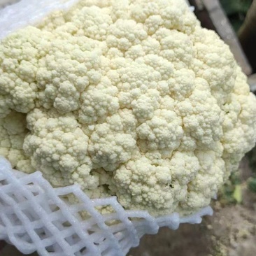 白面青梗松花菜散花花椰菜一手货源