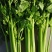 甘肃定西高原夏菜质量好颜色正