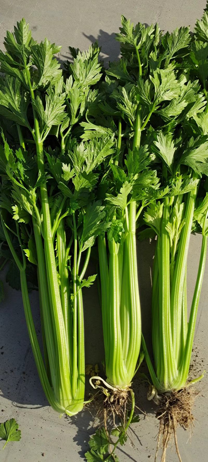 甘肃定西高原夏菜质量好颜色正