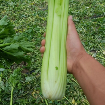 甘肃定西高原夏菜质量好颜色正