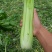 甘肃定西高原夏菜质量好颜色正
