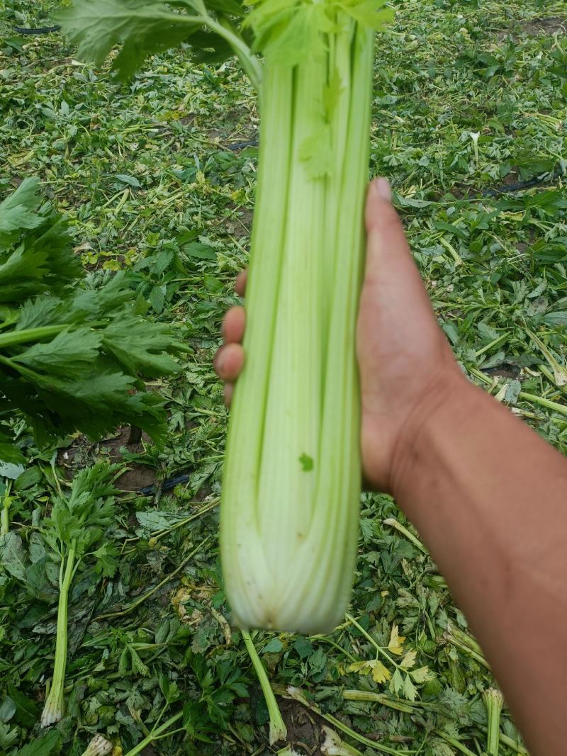 甘肃定西高原夏菜质量好颜色正