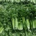 甘肃定西高原夏菜质量好颜色正