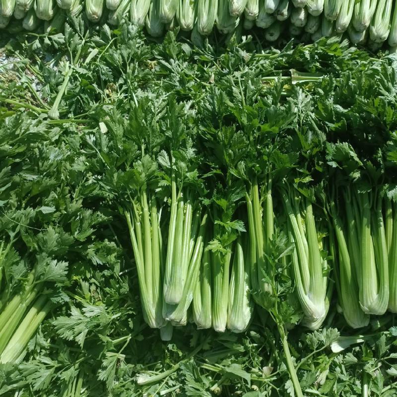 甘肃定西高原夏菜质量好颜色正