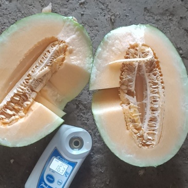 土棚哈密瓜大量有货价格美丽