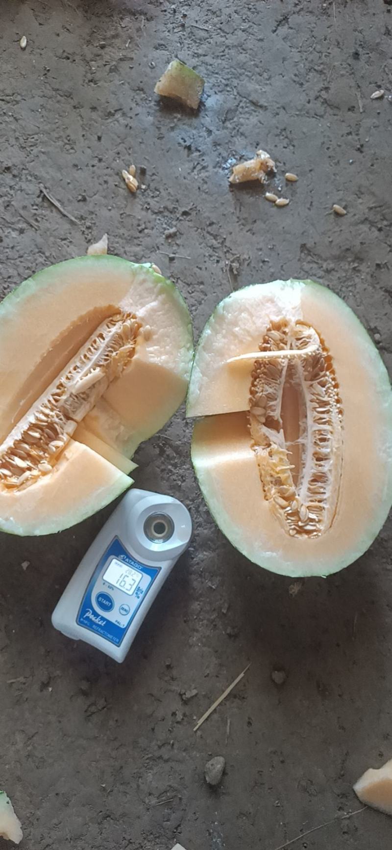 土棚哈密瓜大量有货价格美丽