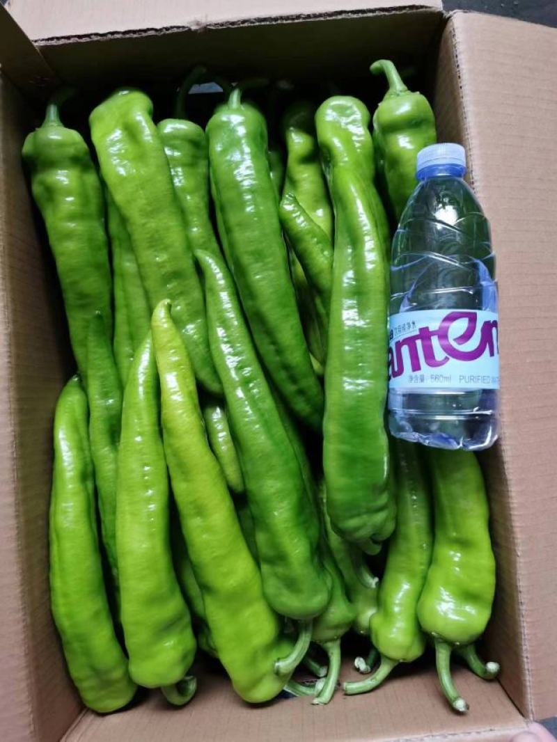 辣椒精品辣椒产地，质量保证价格实惠，量大从优