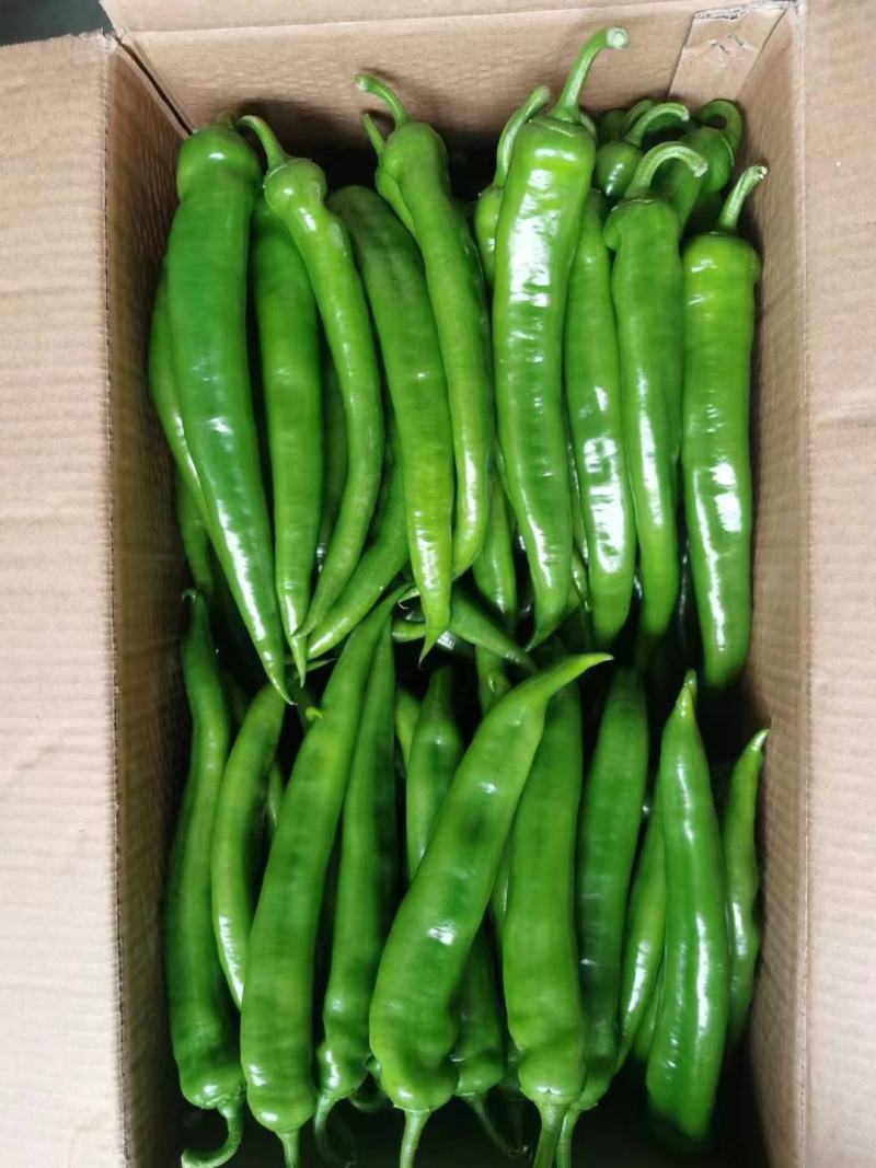 辣椒精品辣椒产地，质量保证价格实惠，量大从优