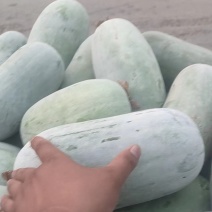 河南水果冬瓜，，