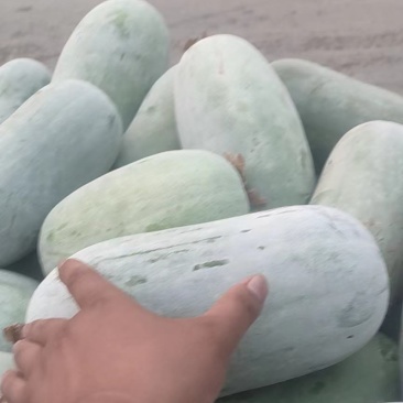 河南水果冬瓜，，