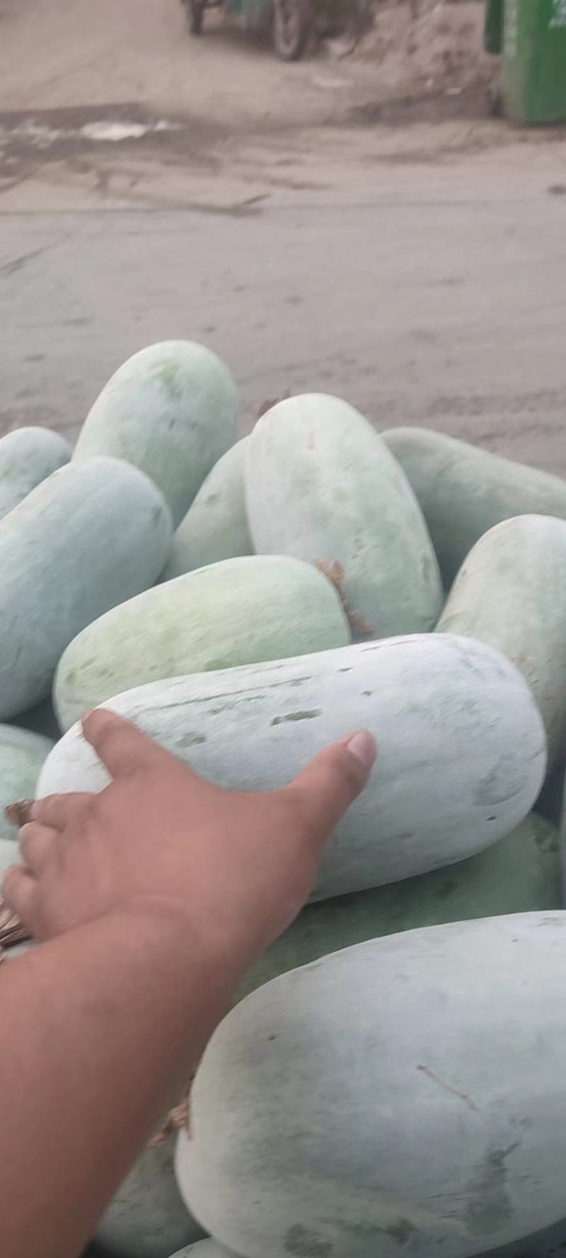 河南水果冬瓜，，