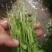 法国一皇后三芹菜苗采用新棚新茬口育苗，根系发达抗病能力强