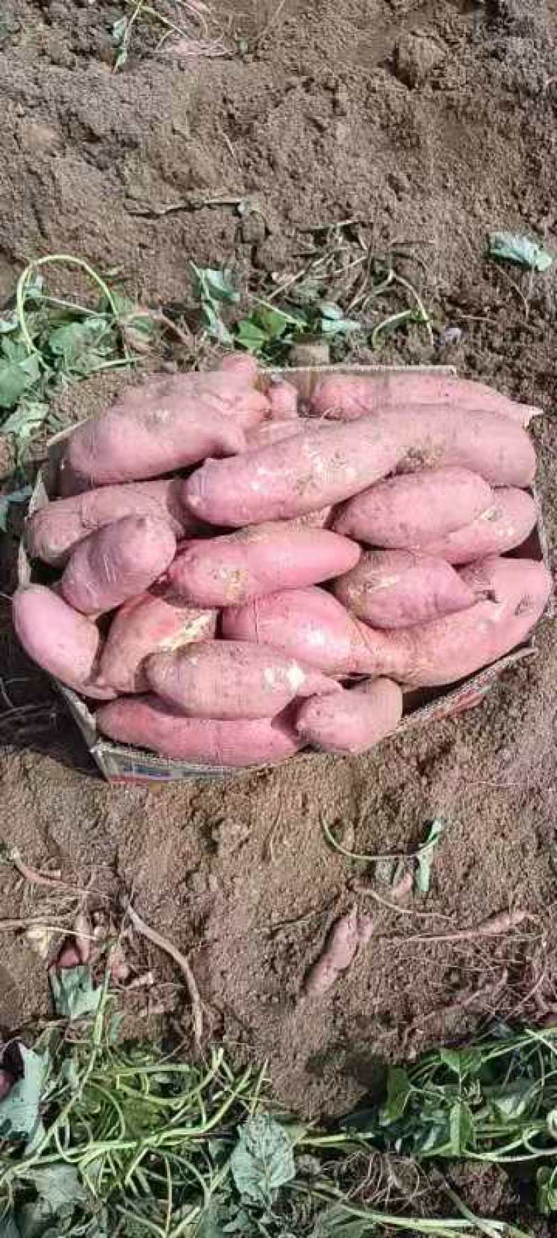 山东303口感清香，包装精美，出货快，分拣质量好，分级好