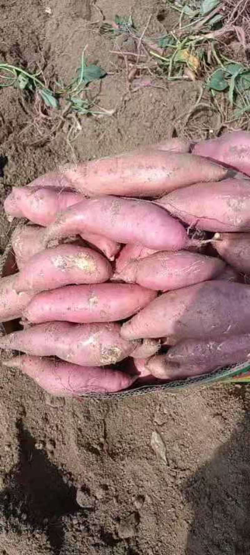 山东303口感清香，包装精美，出货快，分拣质量好，分级好
