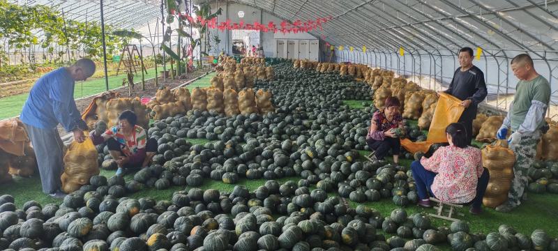 板栗南瓜