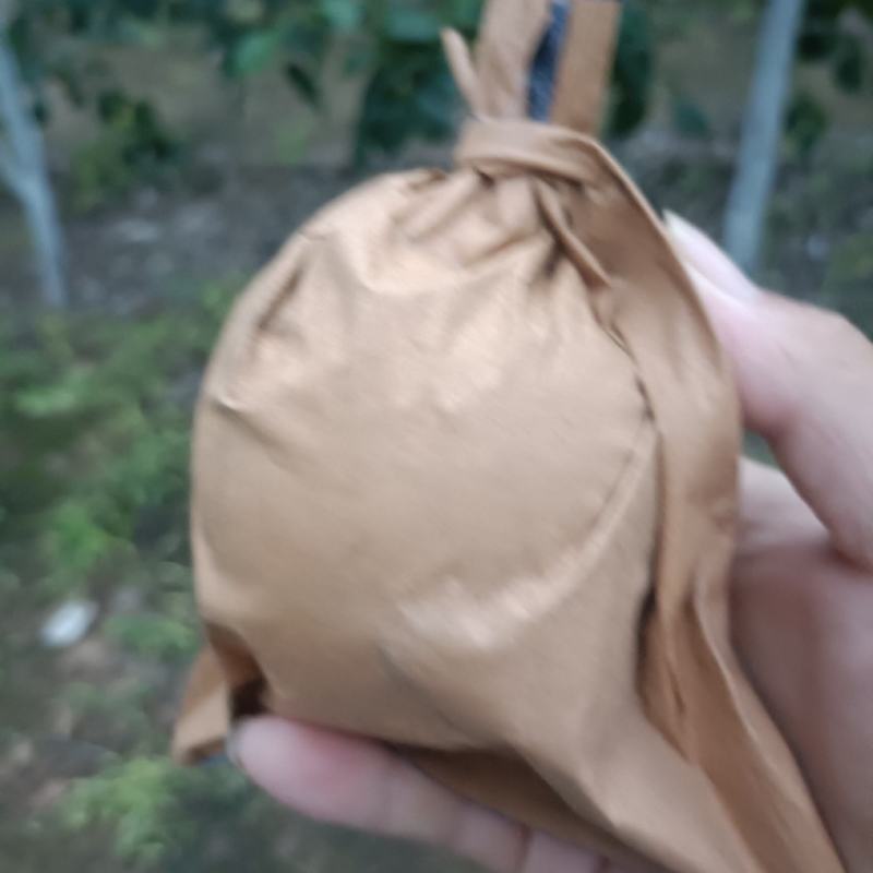 皇冠块可以采摘了，需要的老板订购