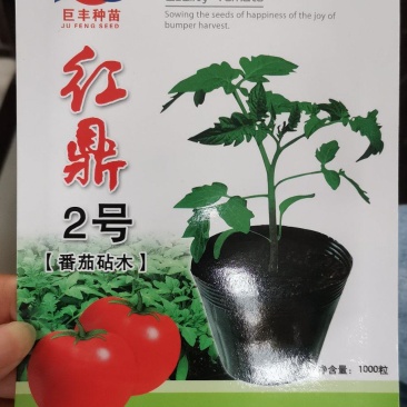 番茄砧木红鼎2号红鼎3号一代杂交
