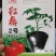 番茄砧木红鼎2号红鼎3号一代杂交