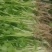 法国皇后优质芹菜苗预售正月底上市10万颗