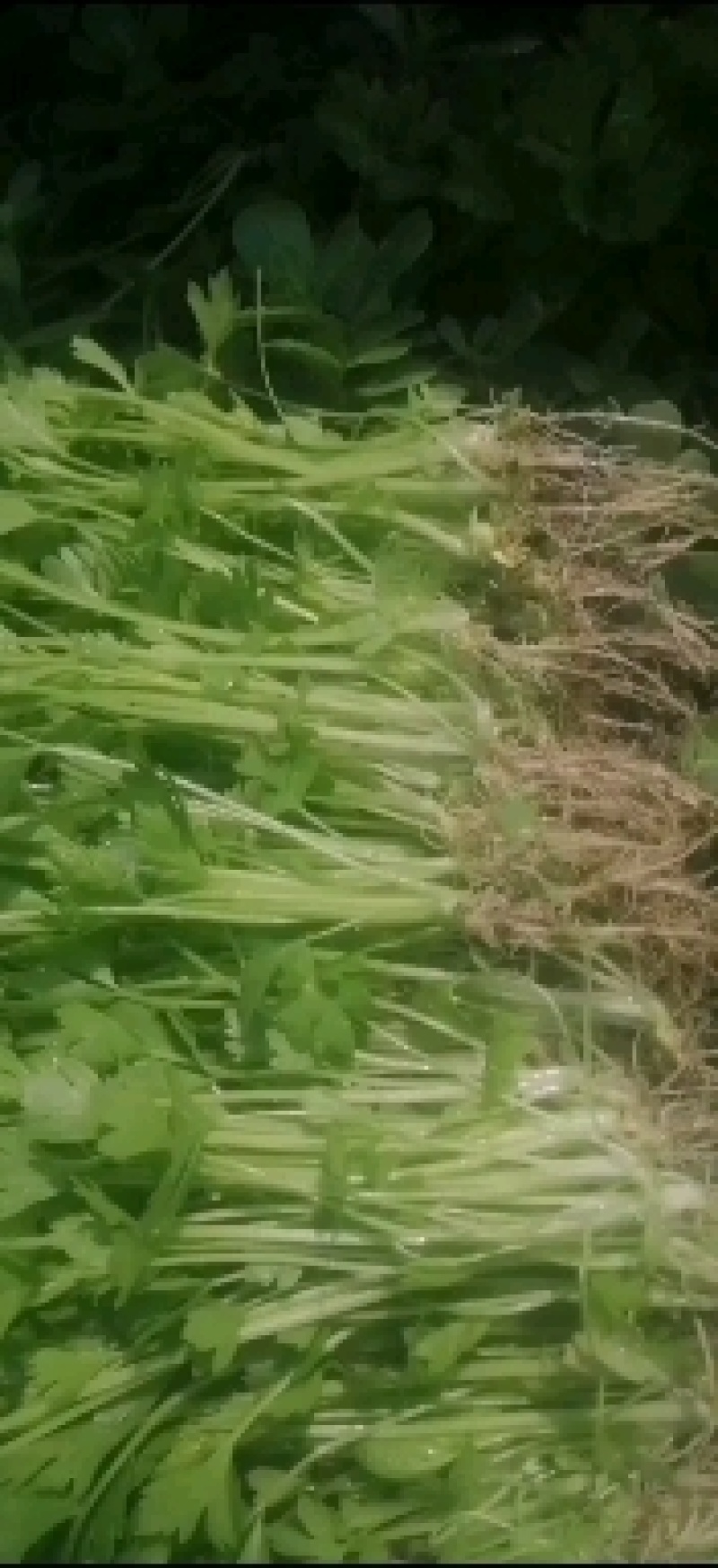 法国皇后优质芹菜苗预售正月底上市10万颗