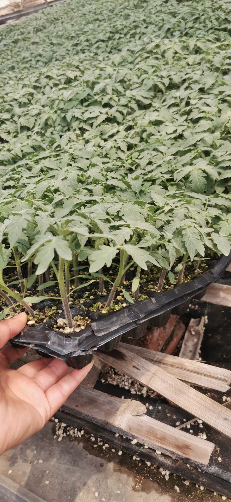 番茄砧木红鼎2号红鼎3号一代杂交
