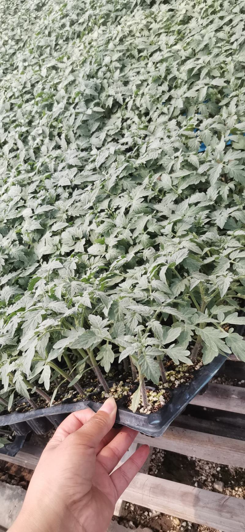 番茄砧木红鼎2号红鼎3号一代杂交