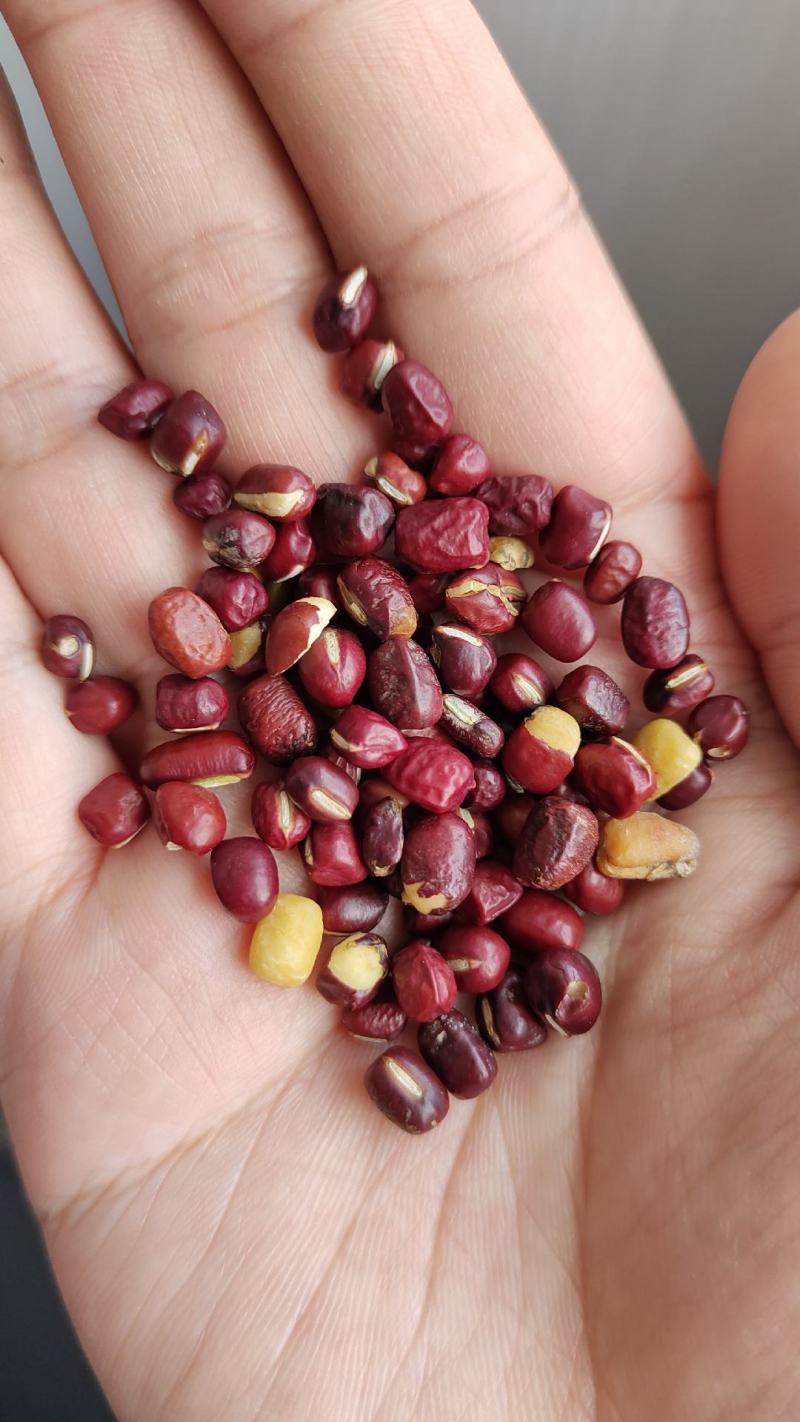 红小豆红豆下料整粒略瑕疵做豆沙做蜜豆原料价格实惠