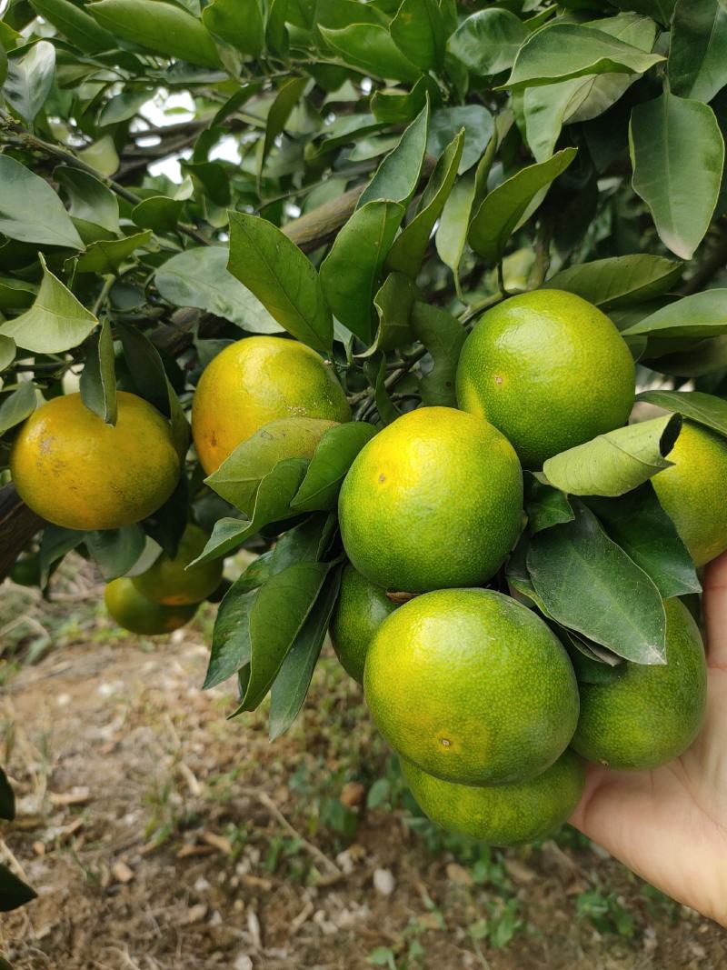 云南蜜橘特早蜜橘个大皮薄口感甜一手货源可视频看货