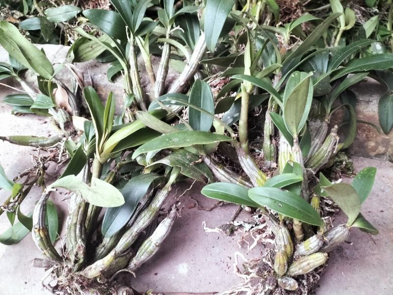 球花石斛翅梗石斛鼓锤石斛长苏石斛等多品种