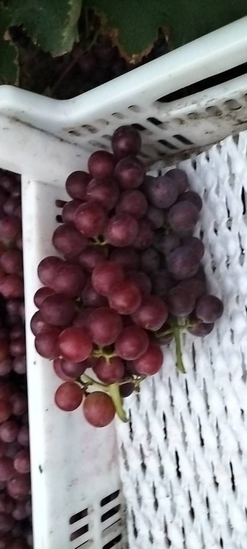 巨峰葡萄