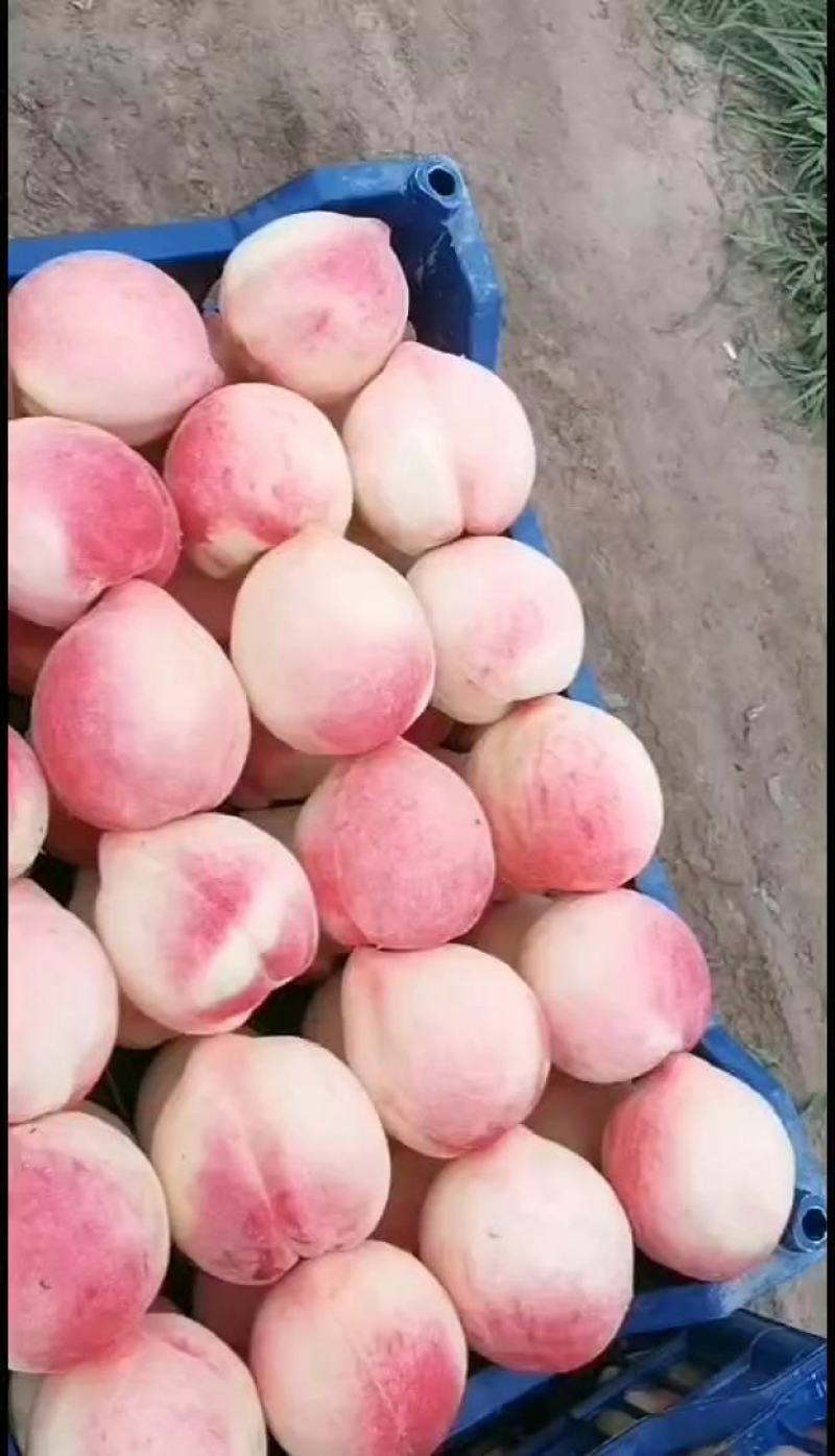 大量北京十四号出售，品质优，色泽鲜艳