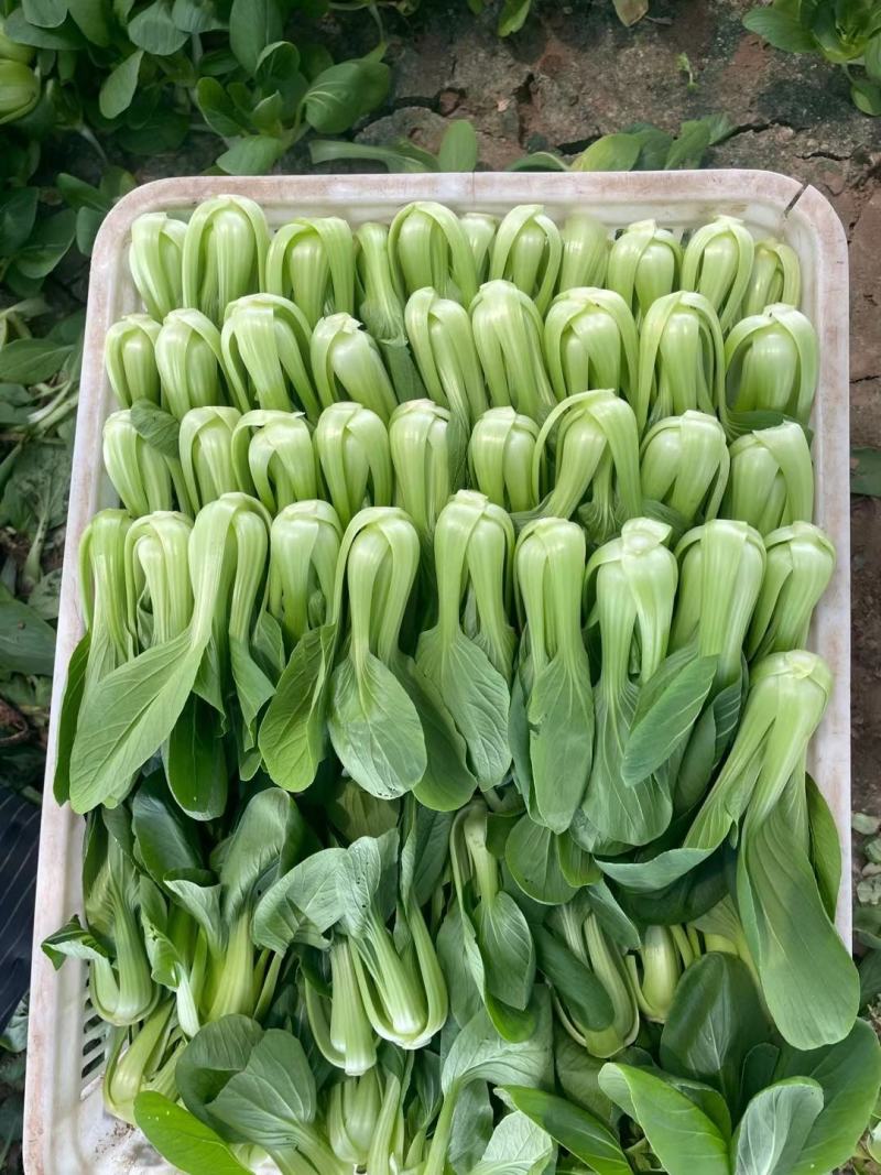 精品小油菜大量有货，货源充足质量有保
