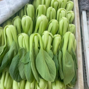 精品小油菜大量有货，货源充足质量有保
