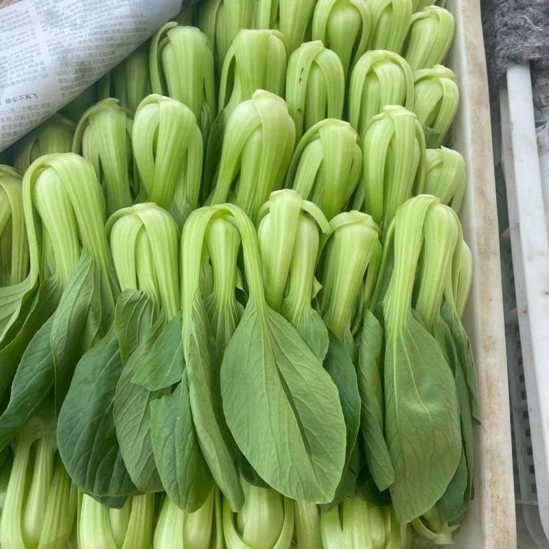 精品小油菜大量有货，货源充足质量有保