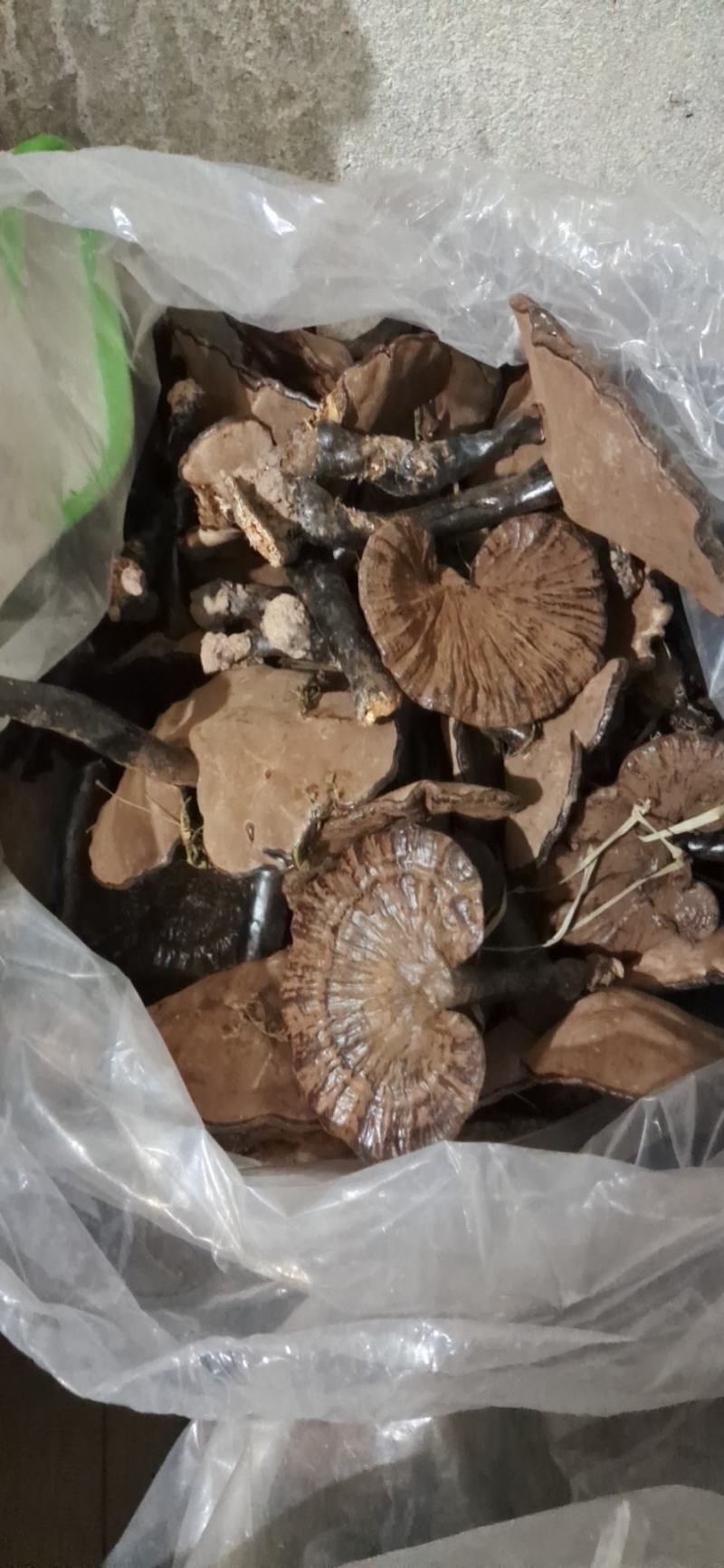 灵芝菌种批发（野生黑灵芝菌种）