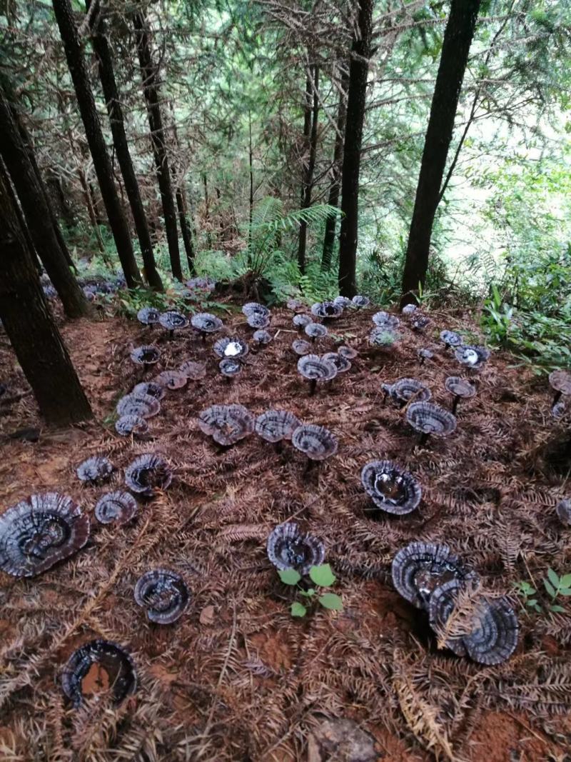 灵芝菌种批发（野生黑灵芝菌种）